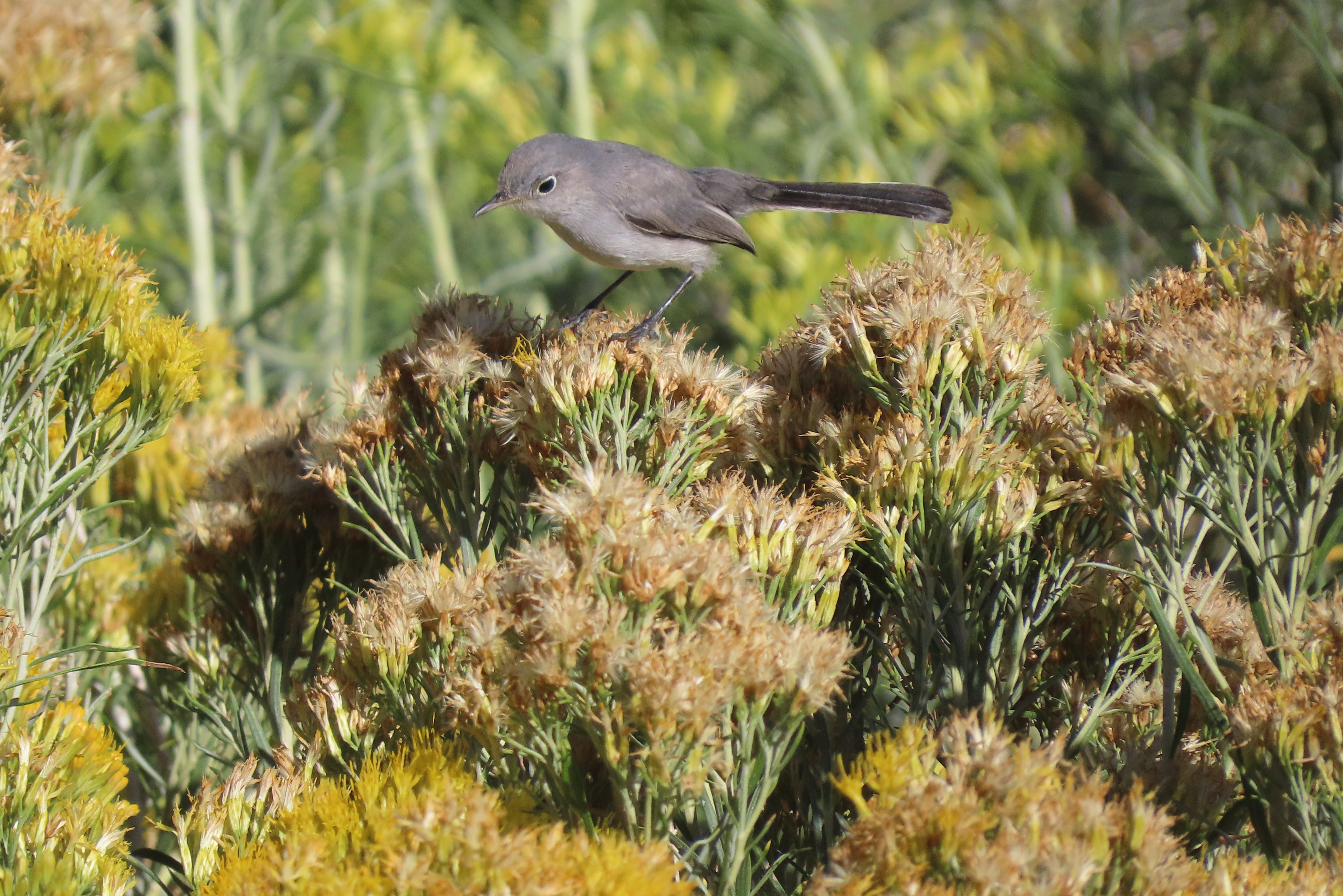 Ackerman.IMG 9504A.Blue.Gray.Gnatcatcher.at.my.home.Sept24 2025