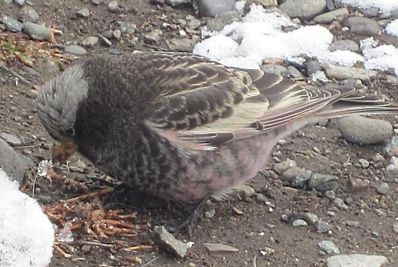 Black Rosy Finch - Amber Carver