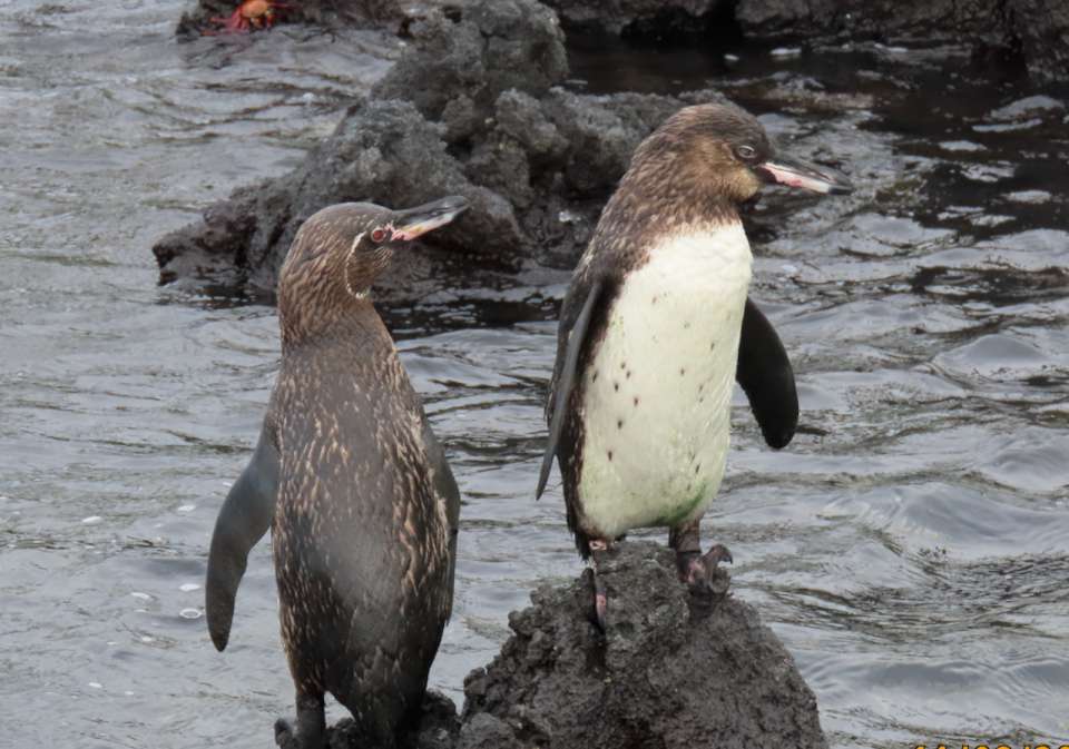 Galapagos Penguin 2 960