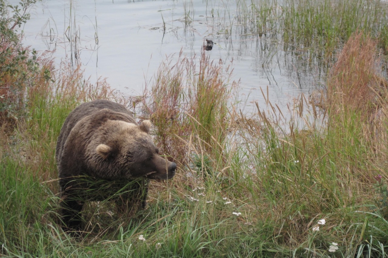 Grizzly   2
