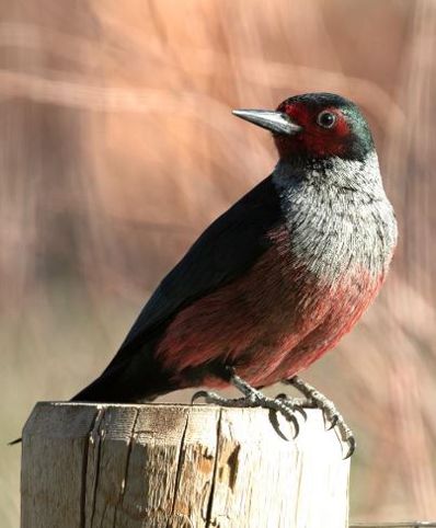 Lewis Woodpecker - Don Marsh