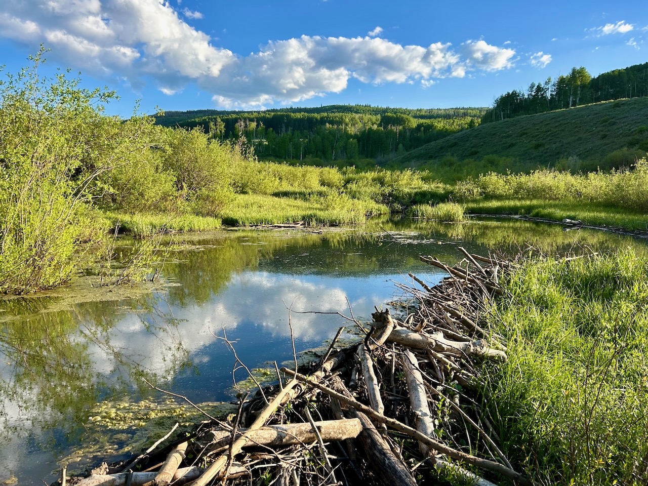 Uncompahgre NF South Norwood