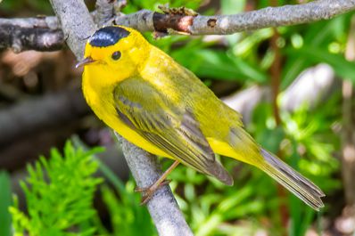 Wilson's Warbler Grand Mesa